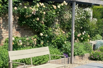Haveplanter