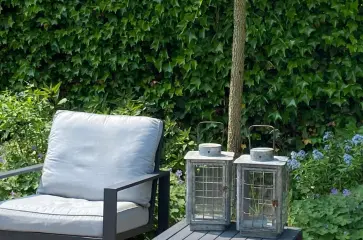 Hækplanter