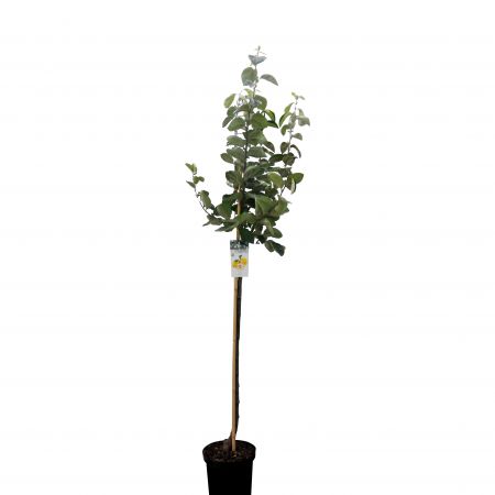 Cydonia o. 'Vranja'