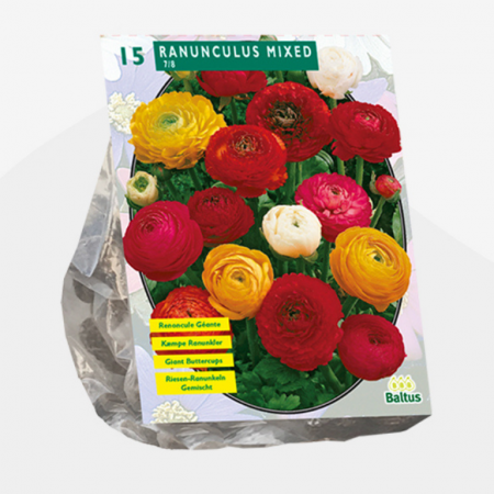 Ranonkel, Mix, 15 stk. per pakke