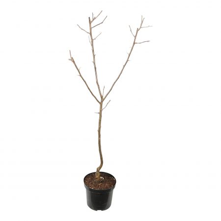 Malus d. 'Elstar'