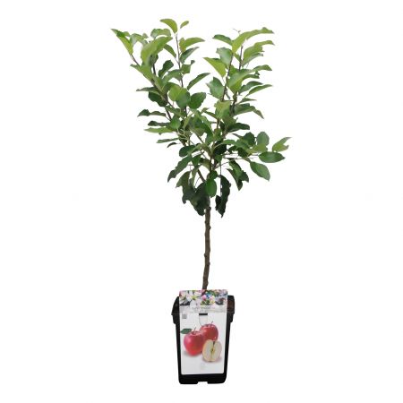 Malus d. 'Gala'