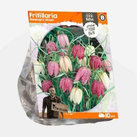 Fritillaria Meleagris Mixed (Sp) per 10