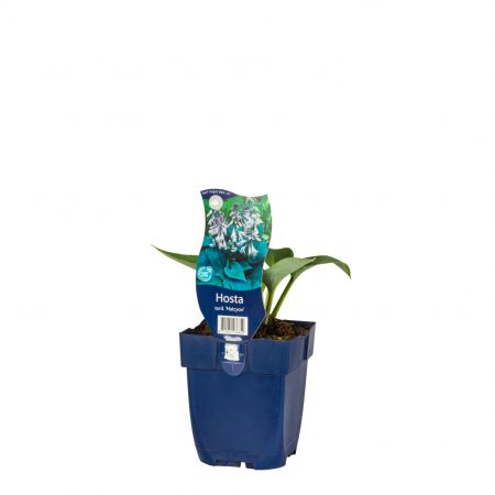 Hosta tardiana 'Halcyon'