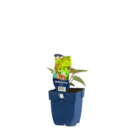 Helleborus sternii