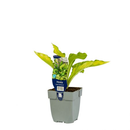 Hosta 'Lady Guineverre'