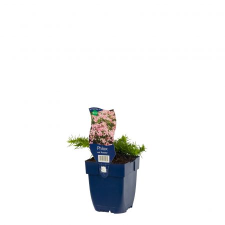 Phlox subulata 'Rosette'