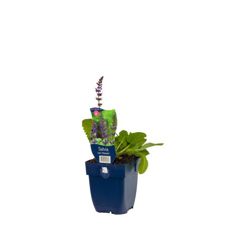 Salvia nemorosa 'Mainacht'