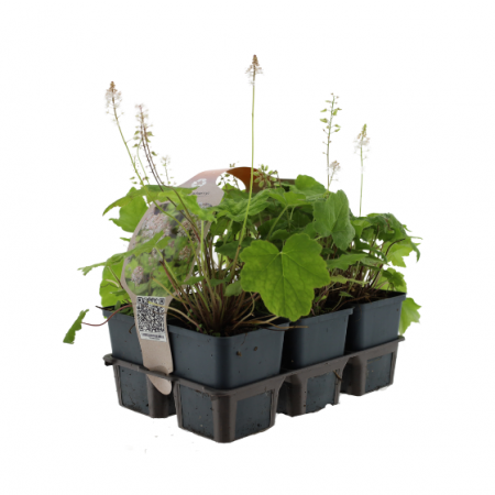 Tiarella wherryi