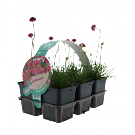 Armeria maritima 'Splendens'
