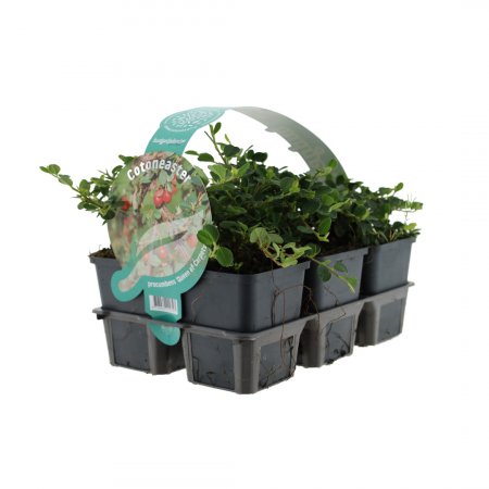 Cotoneaster procumbens 'Queen of Carpets'