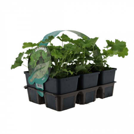 Alchemilla mollis