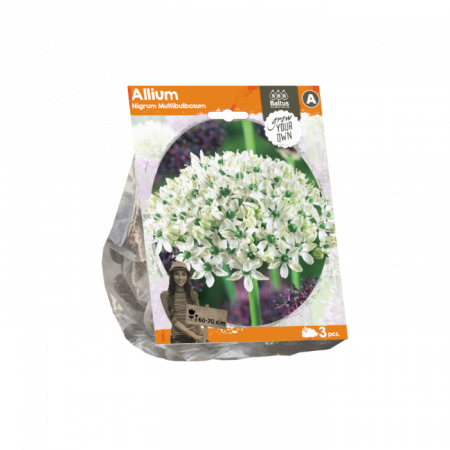 Allium Nigrum Multibulbosum (Sp) pr. 3