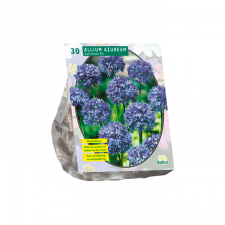 Allium Caeruleum Azureum pr 30
