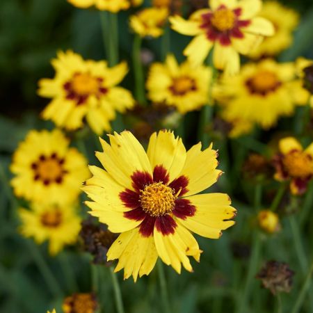 Coreopsis grandiflora 'Sonnenkind'