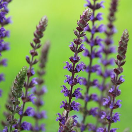 Salvia nemorosa 'Ostfriesland'