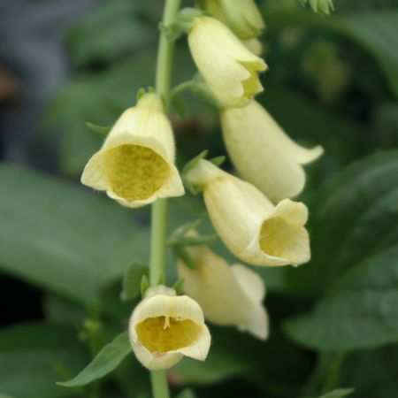 Digitalis grandiflora