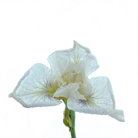 Iris sibirica 'Snow Queen'