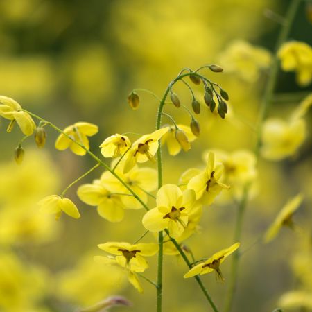 Epimedium versicolor 'Sulphureum'