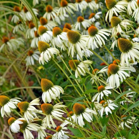 Echinacea 'Meditation White'