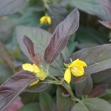 Lysimachia ciliata 'Fire Cracker'