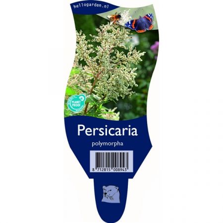 Persicaria polymorpha