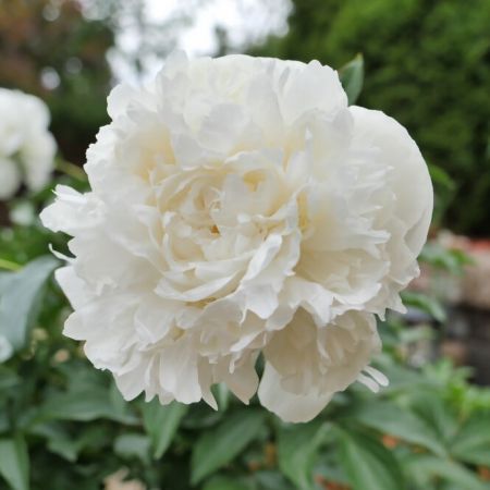 Paeonia lactiflora 'Duchesse de Nemours'