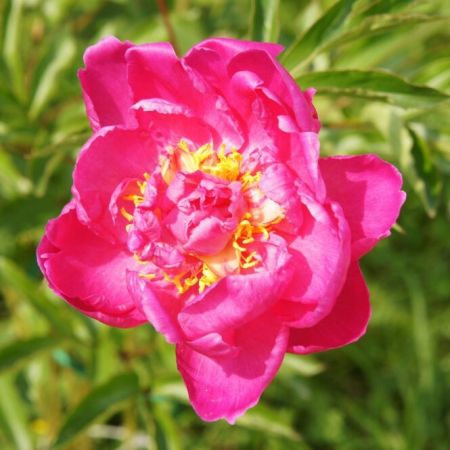 Paeonia lactiflora 'Karl Rosenfield'