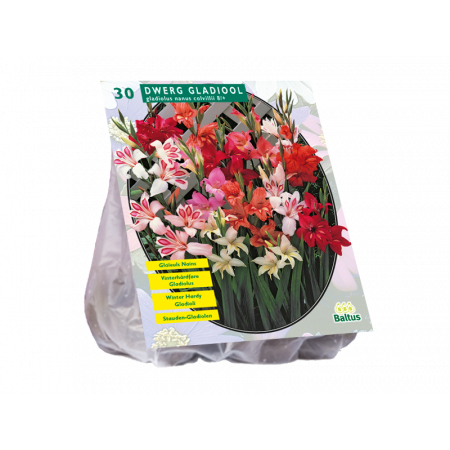 Gladiolus Nanus per 30