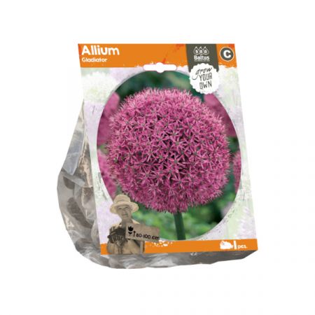 Allium Gladiator pr 1