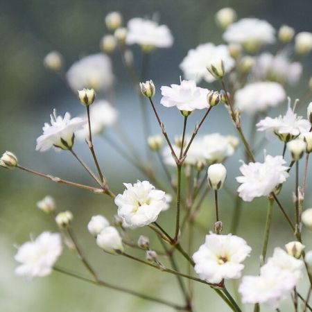 Gypsophila paniculata