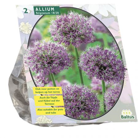 Allium Stipitatum pr 2