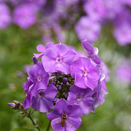 Phlox paniculata 'Sweet Summer Ocean'