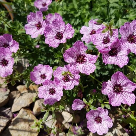 Geranium cinereum 'Ballerina'