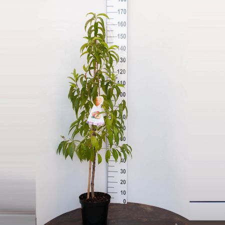 Prunus n. 'Flavortop'
