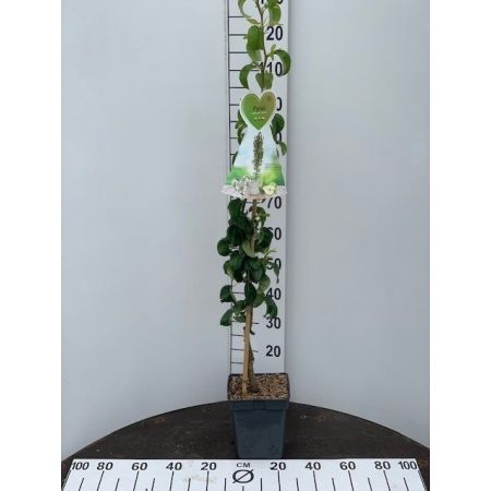 Pyrus communis 'Condo'