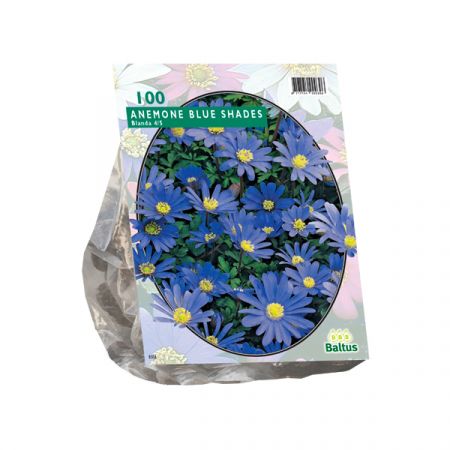 Anemone Blanda Blue pr 100
