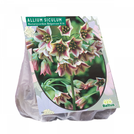 Allium Siculum Bulgaricum pr 5