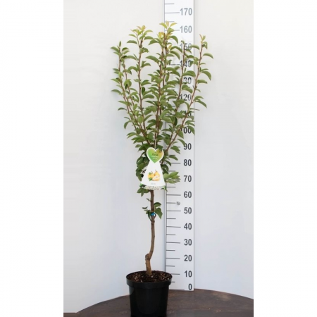 Pyrus c. 'Bonne Louise d'Avranches'