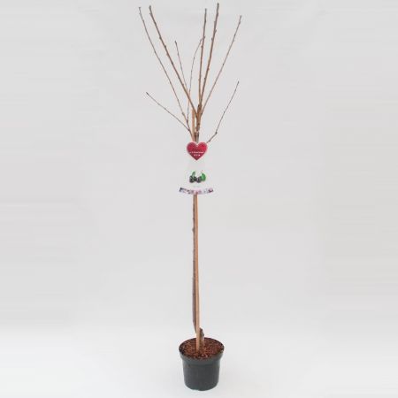 Prunus a. 'Bigarreau Napoléon'