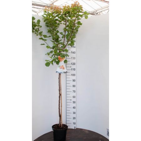 Prunus armeniaca 'Bergeron'