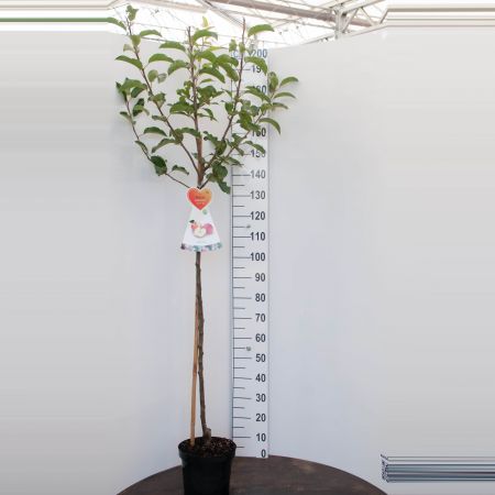 Malus domestica 'Golden Delicious'