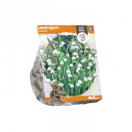 Leucojum Aestivum (Sp) pr. 5 stykker