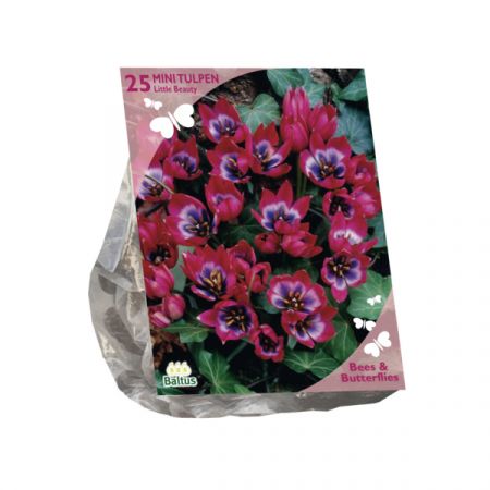 Bier & Sommerfugle - Tulipa Little Beauty 25 stk