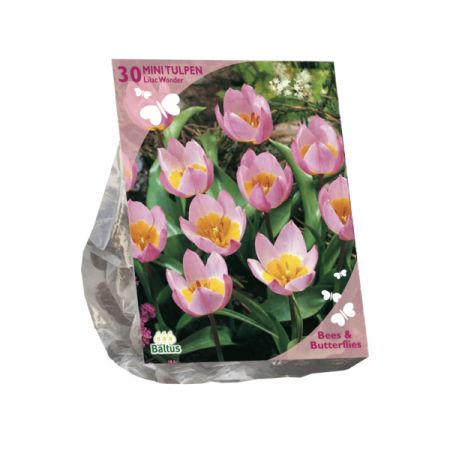 Bier & Sommerfugle - Tulipa Bakari Lilac Wonder 30 stykker