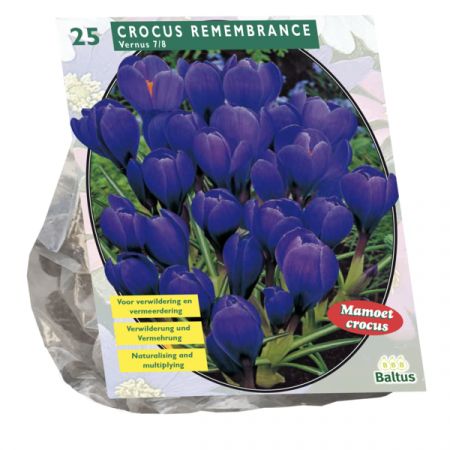 Krokus storblomstret blå 25 stk