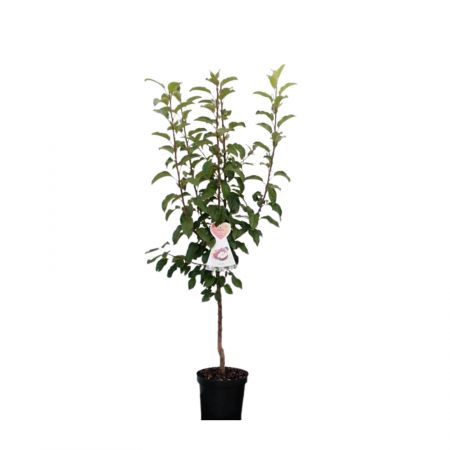 Malus d. 'Rode Boskoop'
