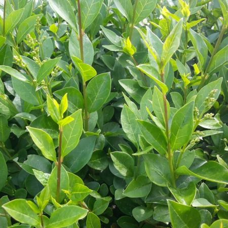 Ligustrum ovalifolium 60-100 cm WG