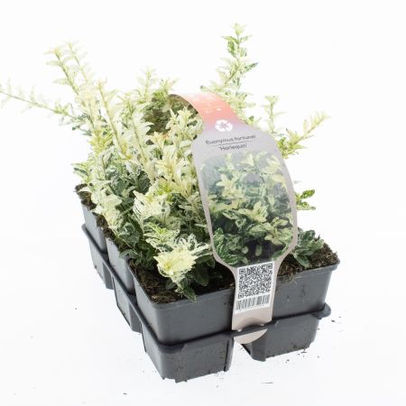 Euonymus fortunei 'Harlequin'