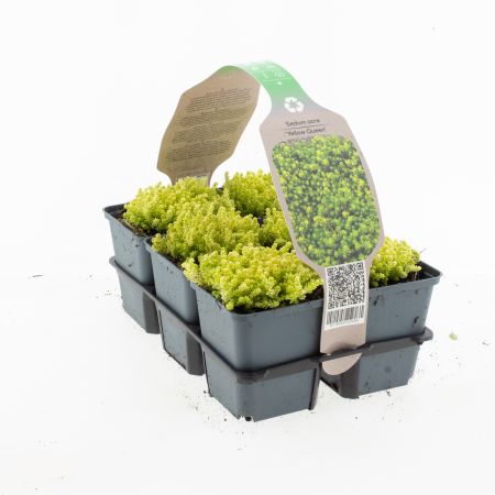 Sedum acre 'Yellow Queen'